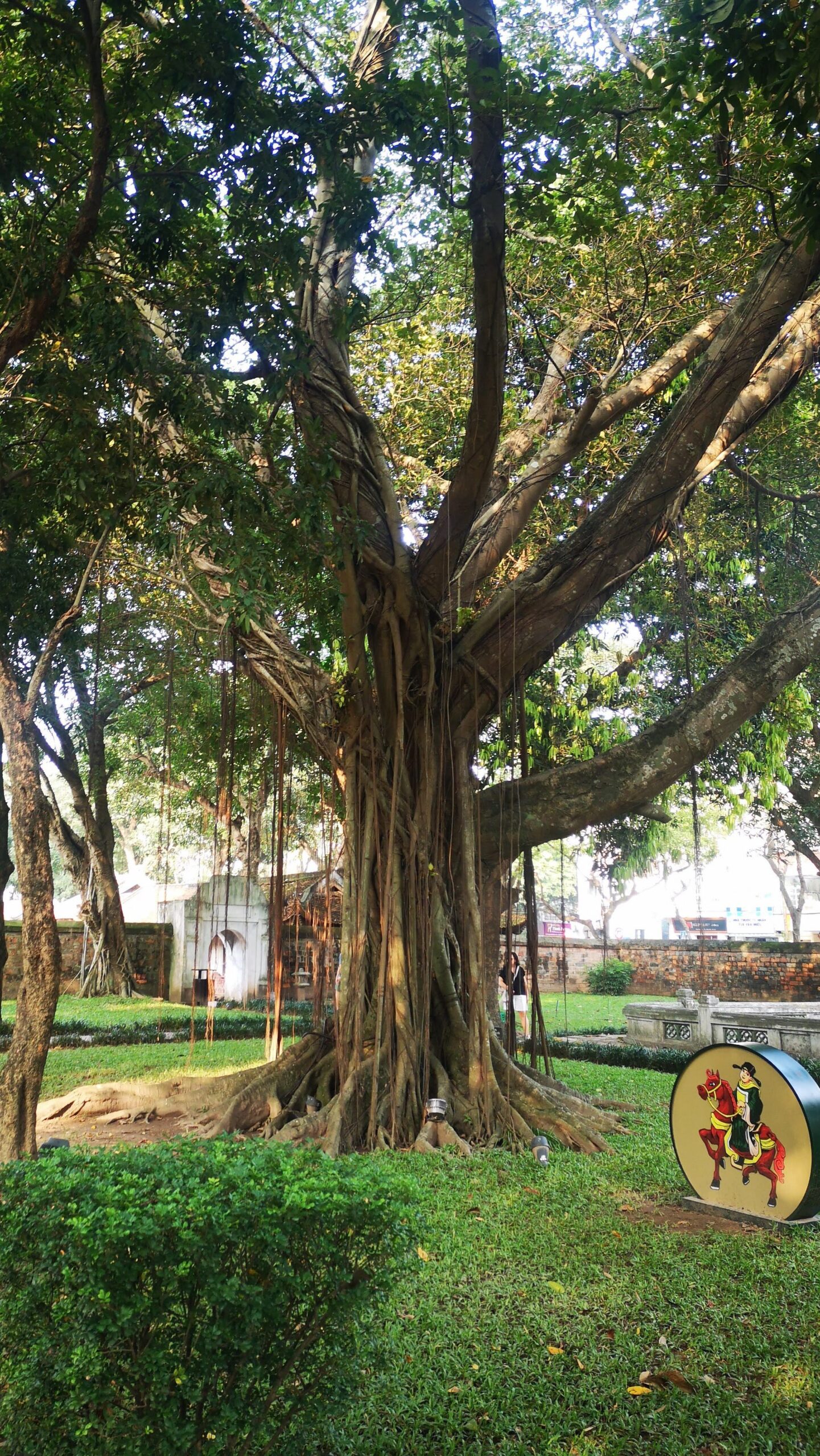 Arbre avec de grosses racines et énormément de liens suspendus